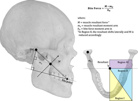 The ontogeny of maximum bite force in humans - Edmonds - 2020 - Journal ...
