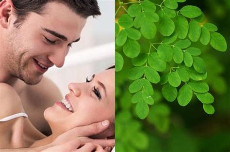 cara membuat ramuan daun kelor untuk asam urat
