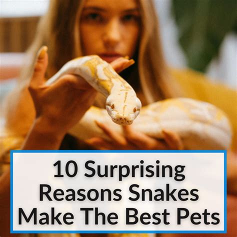 Garter Snake Care (The Ultimate Guide For Pet Owners)