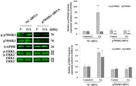 Targeting p70S6K1 Inhibits Glycated Albumin-Induced Triple-Negative ...