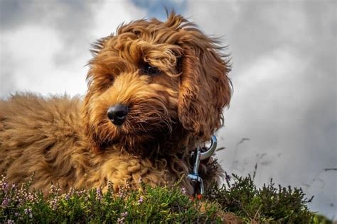 Image result for Cockapoo Dog Names