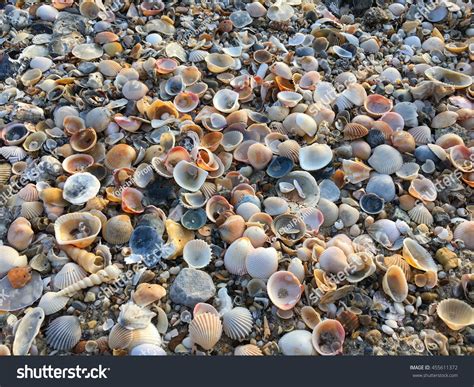 Image result for Shells Length