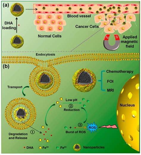 Fe3O4 Nanoparticles in Targeted Drug/Gene Delivery Systems