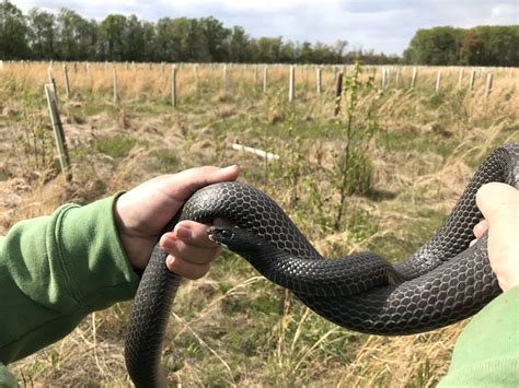 About Northern Black Racer - Maryland Biodiversity Project