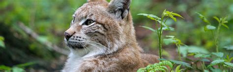 Download wallpaper cat, grass, face, profile, lynx, section cats in ...