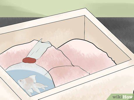 Image result for Windows Move Video Files Fish