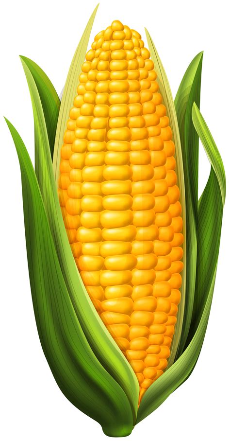 clipart corn on the cob - Clip Art Library