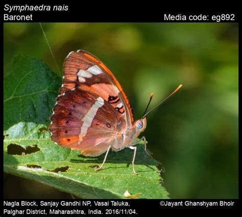 Symphaedra nais | Butterfly