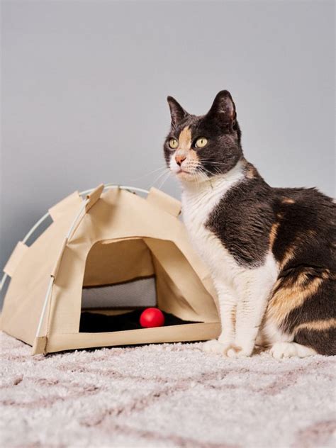 Legowisko dla kota Kolor kremowy - SINSAY - 139DY-01X