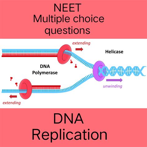 Image result for DNA Replication Multiple Choice Questions