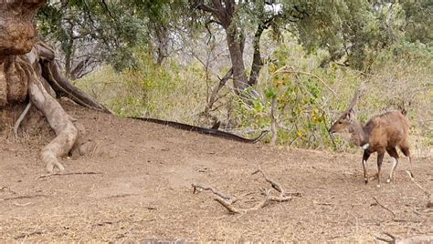 Python Buck 的图像结果