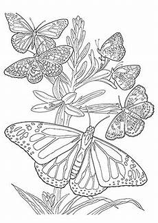 ausmalbilder erwachsene schmetterling ausmalbild ganz viele schmetterlinge zum kostenlosen ausmalbilder erwachsene schmetterling ausmalbild ganz viele schmetterlinge zum kostenlosen