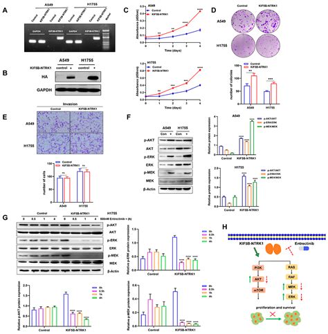 A Novel Oncogenic and Drug-Sensitive KIF5B-NTRK1 Fusion in Lung ...