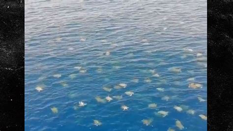 Green Turtles Migrate in Huge Numbers to Great Barrier Reef