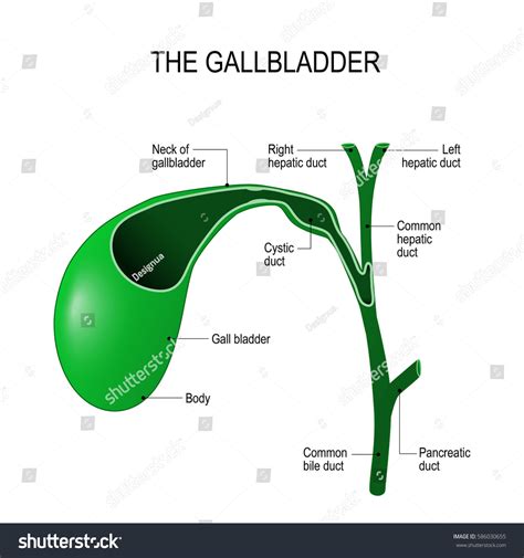 Gallbladder Surgery Education | National Education
