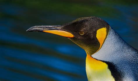 Emperor Penguin Beak A Penguin With An Unconventional Call Inspires