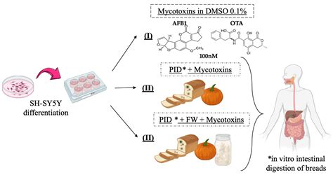 Deepening the Modulatory Activity of Bioactive Compounds Against AFB1 ...