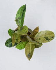 Discovering the Best Variegated Plants for Your Home and How to Care f ...