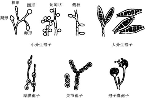 科学网—环境微生物之真菌 - 王从彦的博文
