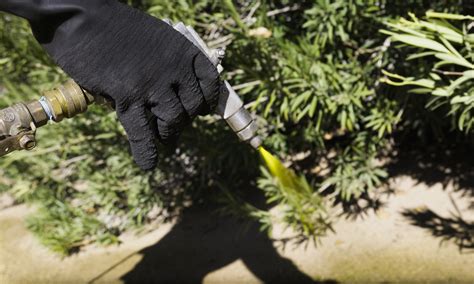 Weed Control – L&M Pest Control