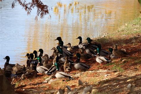 How Long Do Ducks Live?