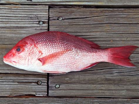 Image result for Caribbean Red Snapper