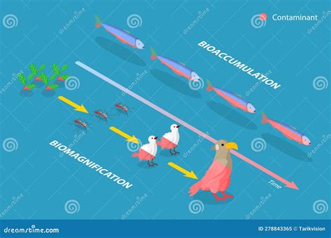 Bioaccumulation Vs Biomagnification Toxic Poisoning Process Outline Diagram Vector Illustration ...