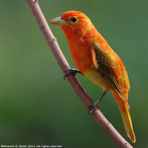 Scarlet Tanager is a “black-winged redbird”: The body is bright red ...
