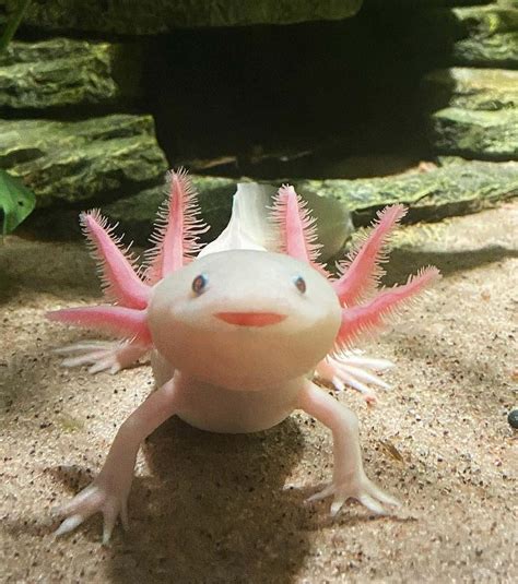 Download Enchanting Axolotl Delight An Adorable Display of Nature's - thewatchclub