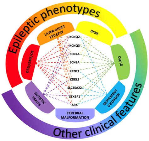 Neonatal Seizures: An Overview of Genetic Causes and Treatment Options