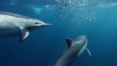 Dolphin 的图像结果