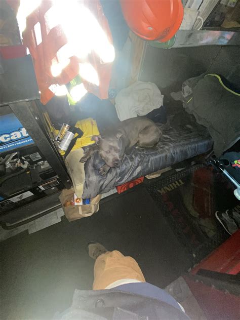 Found Dog at the Port of Tacoma : r/Tacoma