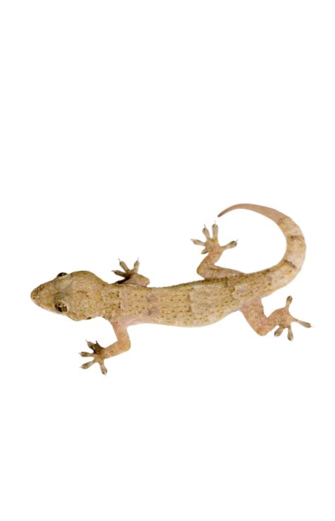 Gecko PNG Image (6) - Photo #941 - BiNps PNG Website