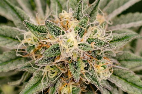 Image result for Fluence LED