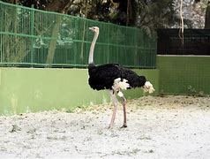 Image result for Ostrich in Zoo