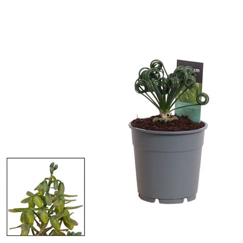 Albuca spiralis ‘Frizzle Sizzle’ 12cm Pot – Urban Plant Life Nationwide