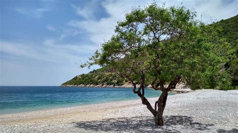 Texture Tree Sea 的图像结果