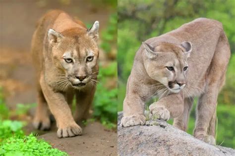 Cougar vs. Mountain Lion: One Cat, Many Names - Tiger Tribe