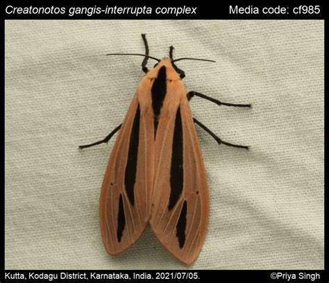 Creatonotos gangis-interrupta complex (Linnaeus, 1763) - | Moths