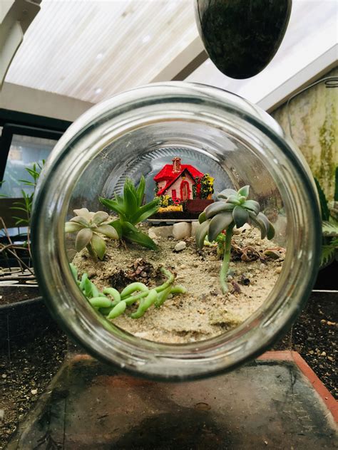 DIY Terrarium Symphony: Build a Sound-Reactive Living Art Piece