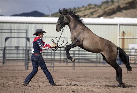 They had 120 days to tame a wild horse