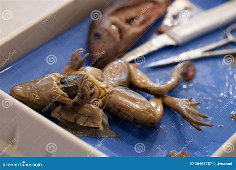 Dissection of Frog and Fish Stock Image - Image of dissect, foot: 26463757