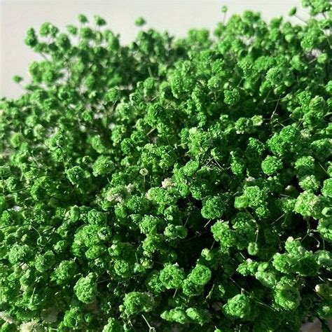 Bakewareind Baby Breath Gysophilia Dried Flower, Green – Bakeware India