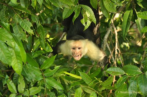 Costa Rica Ziplining close to los Suenos . – Chiclet Tree Zipline