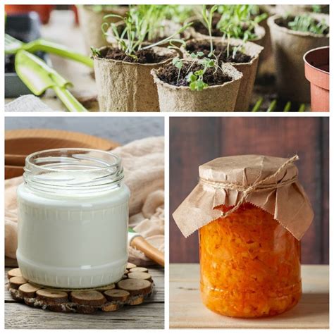 Fermentation Station, Super-Gut Yogurt, & Transplanting Seedlings ...