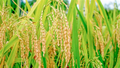 杂交水稻是哪一年 杂交水稻是哪一年选育的 - 说植物