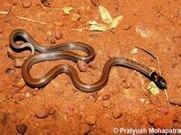 Madhya Pradesh State Biodiversity Board