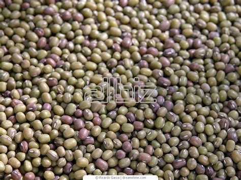 Vanilla Pods buy in Mumbai