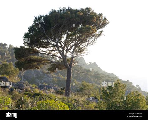 Species of southern spain hi-res stock photography and images - Alamy