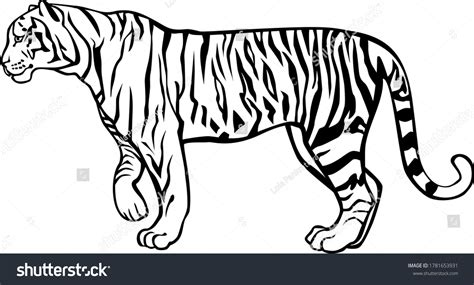 Tiger Vector 的图像结果